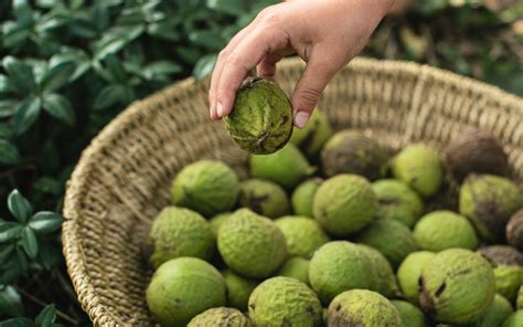 Black Walnuts | Edible Michiana