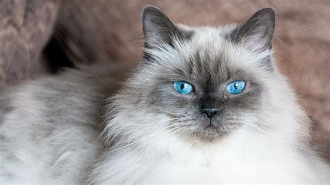 10 calmest cat breeds for relaxed pet parents