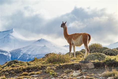 What Animals Live In The Andes Mountains? - WorldAtlas.com