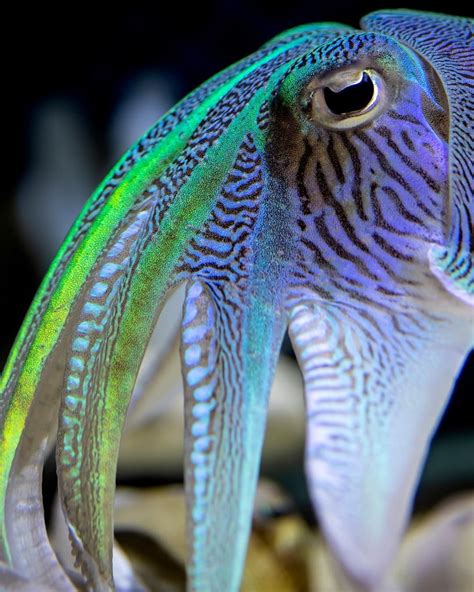 Monterey Bay Aquarium on Instagram: “Mating is the endgame of cephalopod existence, and male ...