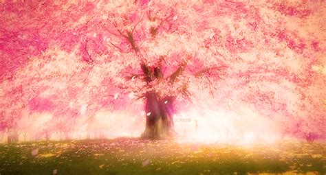 Cherry Blossom GIF - Find & Share on GIPHY