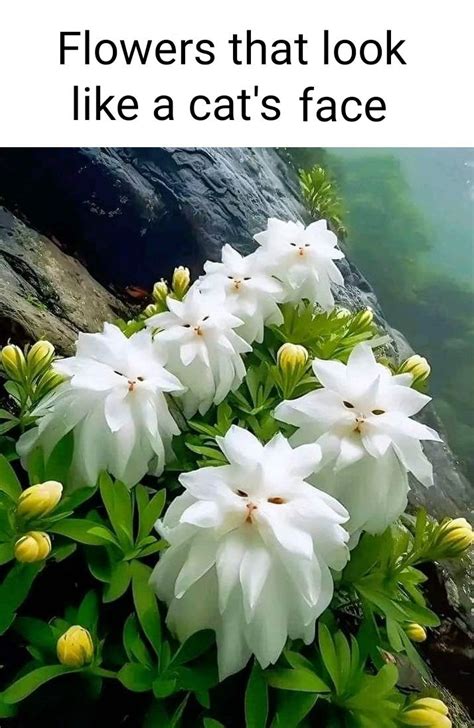 Beautiful Nature - Cute kitten! Lumi 'Cat's face' (D. filifolia) Flower ...