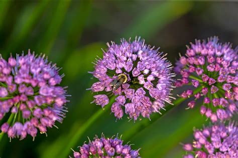 Plant Allium Flowers in Fall for Pretty Spring Blooms - Birds and Blooms