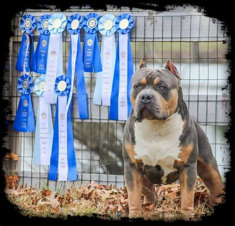 XL AMERICAN BULLY BREEDERS IN FLORIDA ⋆ Florida State Bullys