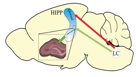 The brain portions involved in the spatial memory formation. The LC ...