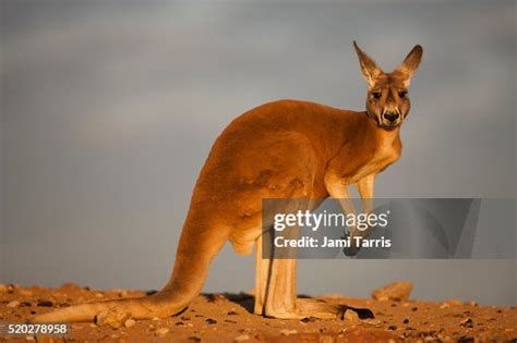 Red Kangaroo Sitting In The Evening Sun High-Res Stock Photo - Getty Images