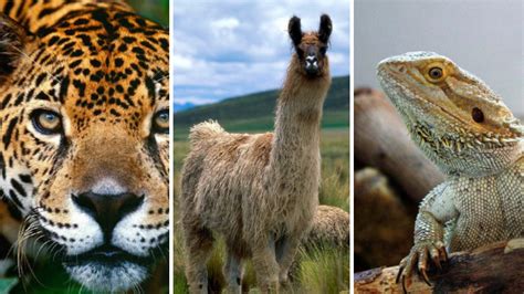 Animales del Perú - Informacion sobre los animales que habitan en Perú