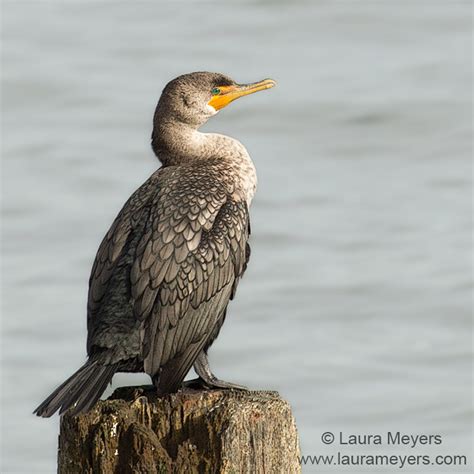 Juvenile Double-crested Cormorant - Laura Meyers Photography