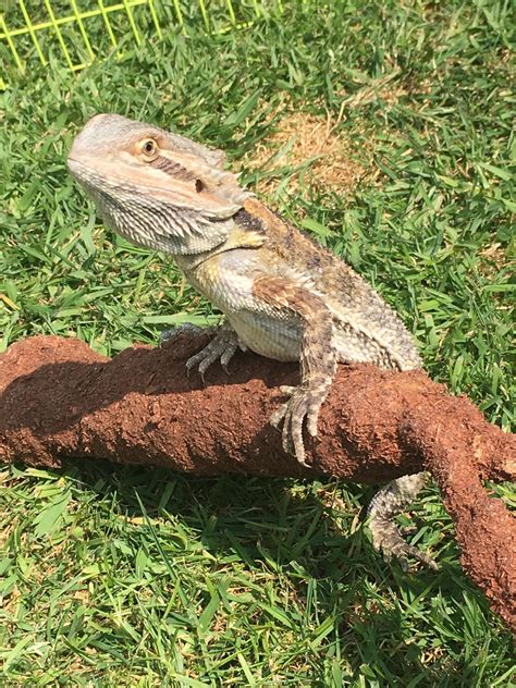 Catching some rays : reptiles