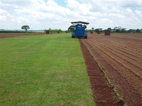 Produtor de Grama Esmeralda Na Bahia - Gramas Via Verde