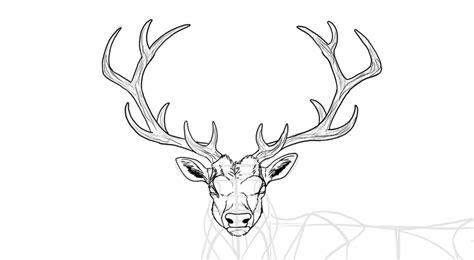 Elk Antler Drawing at PaintingValley.com | Explore collection of Elk Antler Drawing