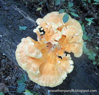 Marathon Pundit: (Photo) Sulfur shelf mushroom