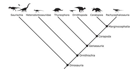 Simplified phylogeny showing the current understanding of ornithischian... | Download Scientific ...