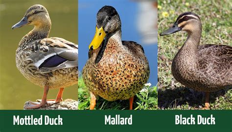 Mottled Duck vs. Mallard vs. Black Duck: What’s the Difference ...