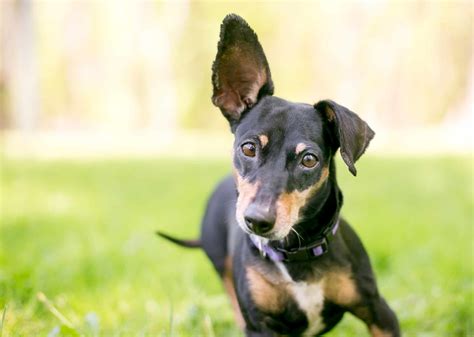 What Dog Breeds Have Floppy Ears