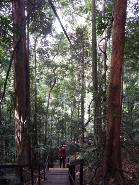 Day 11: The Canopy Walkway in Taman Negara - Splinter's Paradise