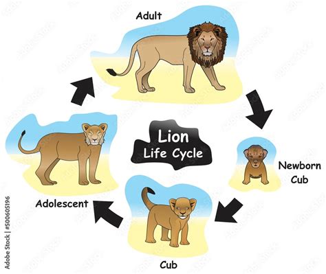 Lion Life Cycle Infographic Diagram showing different phases and ...