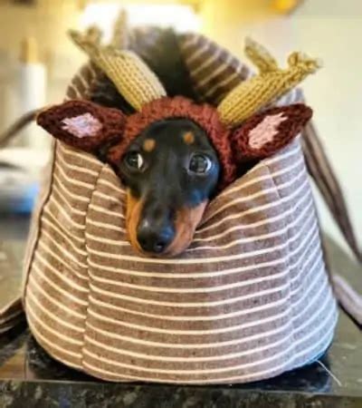 Cute Costumes for Dachshunds - dachshund-central