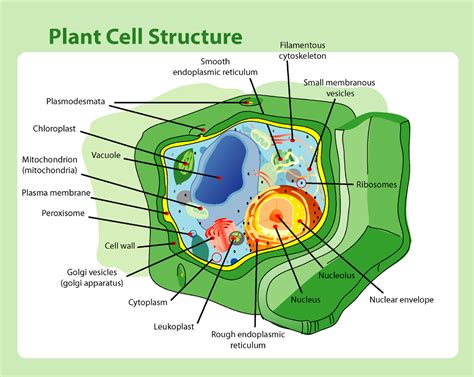 Leucoplast Diagram