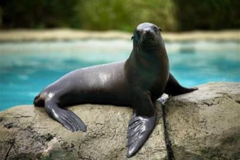 10 Interesting Sea Lion Facts - My Interesting Facts