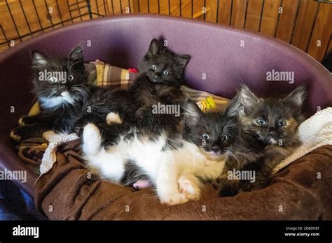 Kittens at Crosskennan Lane Animal Sanctuary in Antrim Stock Photo - Alamy