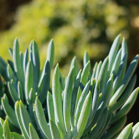 Shop 'Blue Chalk Sticks - Senecio mandraliscae' Care and Info | Planet Desert