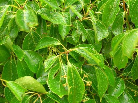 Cinnamomum Camphora (Camphor Tree): Taxomony, Description & Medicinal Uses