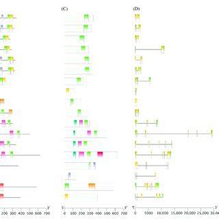 LcGATA protein motif structure and arrangement. (A) The phylogenetic ...