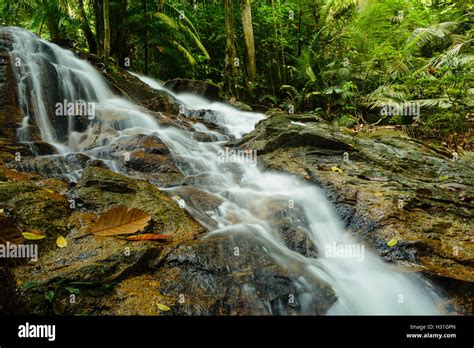 Waterfall at FRIM Kepong Stock Photo - Alamy