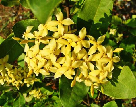 Growing Ixora - A Full Planting Guide | Agri Farming