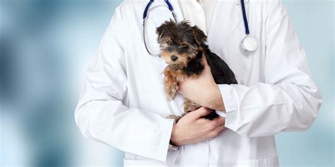 Animal Doctors | Capitol Illini Veterinary Services