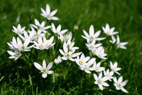 Star Of Bethlehem: Distribution, Habitat, And Growth