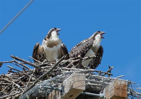 Nesting Osprey | Focusing on Wildlife