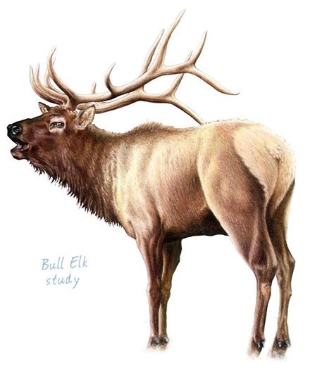 Bull Elk Drawing at GetDrawings | Free download