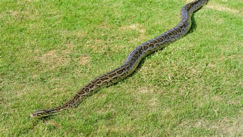 The Longest Snake In The World Can Reach The Length Of 16 Corgis | IFLScience