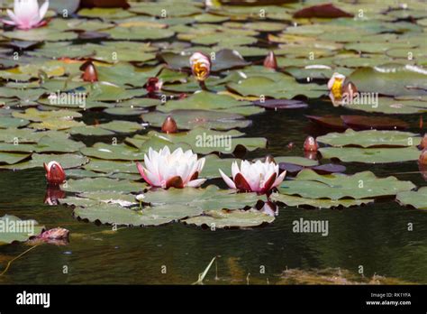 Pond with pink water lily during spring in Brittany Stock Photo - Alamy