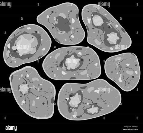 Cell biology microscopic elements, cluster group, isolated, over black, vector cartoon grey ...