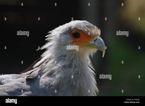 Secretary Bird snake killer Stock Photo - Alamy