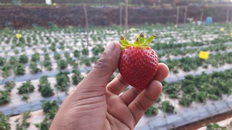 Amazing Strawberry farm in Mahabaleshwar - YouTube