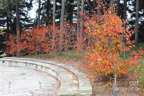 Morton Arboretum - Fall Photograph by Rupali Kumbhani - Fine Art America