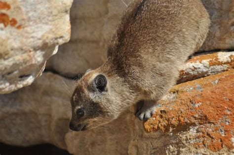 Rock Rabbit Climbing Down Stock Photography - Image: 12622952