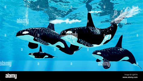 Orca Pod Underwater Hi-res Stock Photography And Images