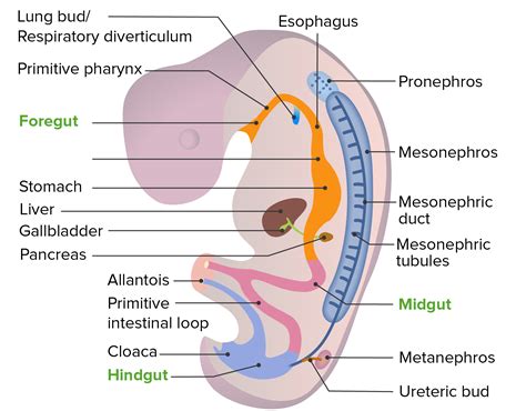 Development of the Urogenital System | Concise Medical Knowledge