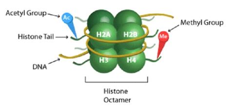 Histone Structure