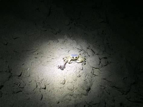 A ghost crab makes a nighttime appearance | Smithsonian Photo Contest | Smithsonian Magazine