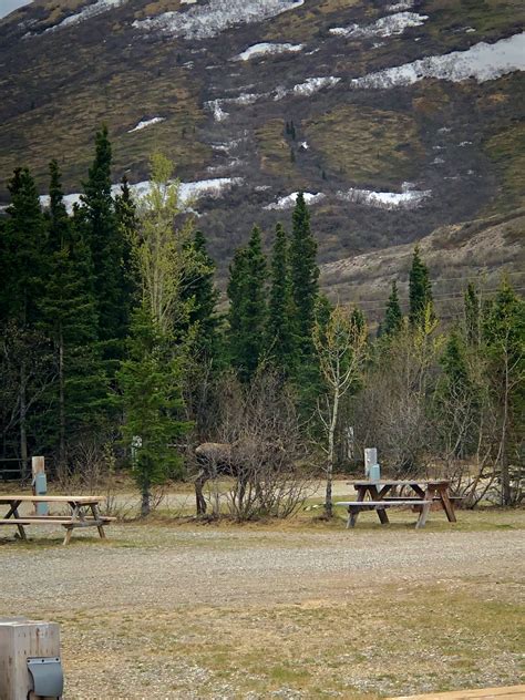 Denali RV Park – Denali RV Park and Motel