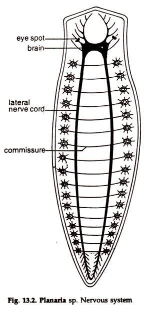 Invertebrate Nervous System (With Diagram) | Zoology