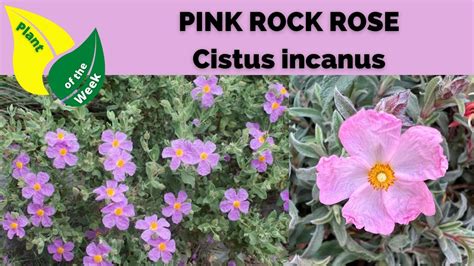 Pink Rock Rose | Cistus incanus - YouTube