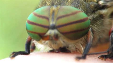 Hybomitra horse-fly close up - YouTube