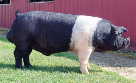 Boars:: Brink :: Hampshire Hogs | Pig breeds, Raising farm animals, Hampshire pig